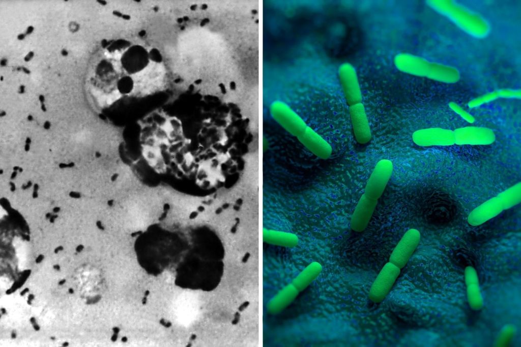 La estructura de Yersinia pestis, la bacteria responsable de la Peste Negra, revela los secretos de una de las enfermedades más mortales de la historia.