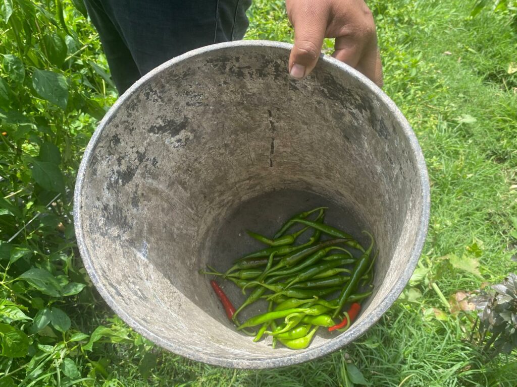 Chile Chicuarote