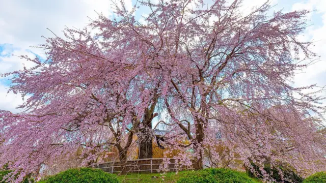 Parque Maruyama de Kioto.