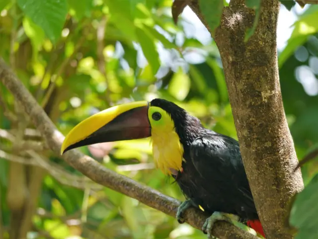 Un tucán de pecho amarillo en el Parque Nacional Corcovado