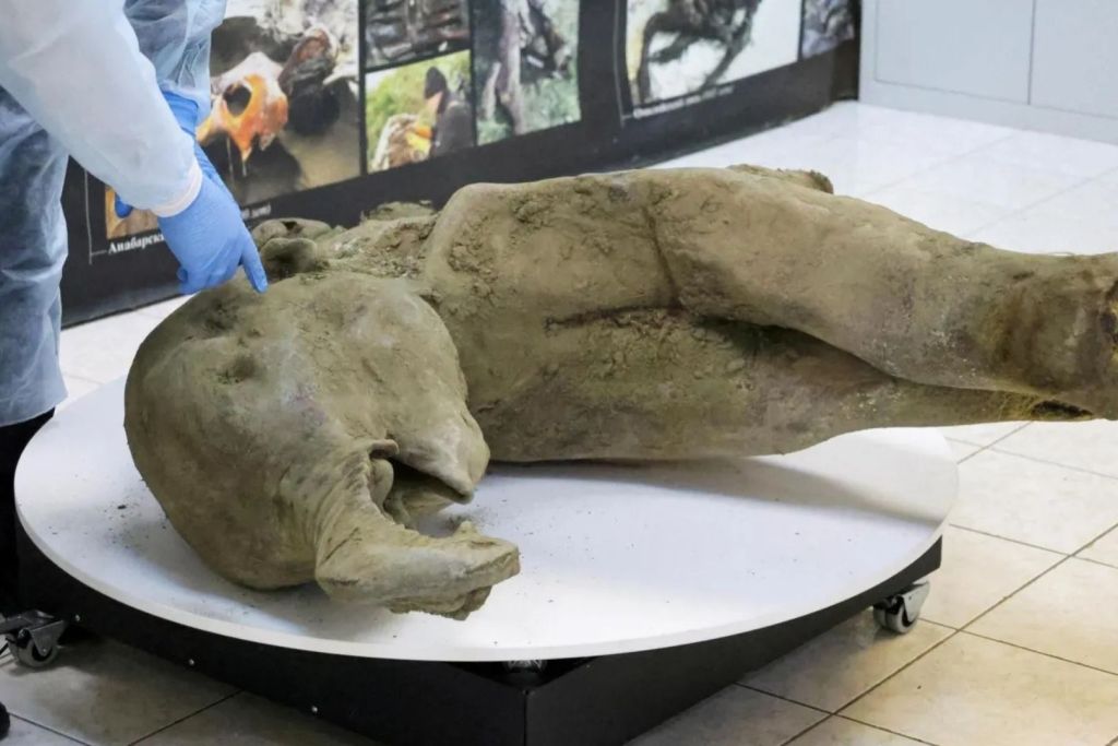 Un mamut bebé de 50.000 años emerge gracias al deshielo del permafrost