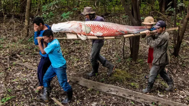 Cinco hombres transportan un pirarucu muerto, de color blanco y rojo, en una camilla improvisada de madera en un bosque.