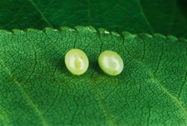 Dos huevos de polilla