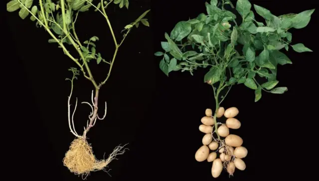 Las dos plantas fotografiadas sobre fondo negro, en las que se ve la raíz de ambas, la de la de la papa, con tubérculos