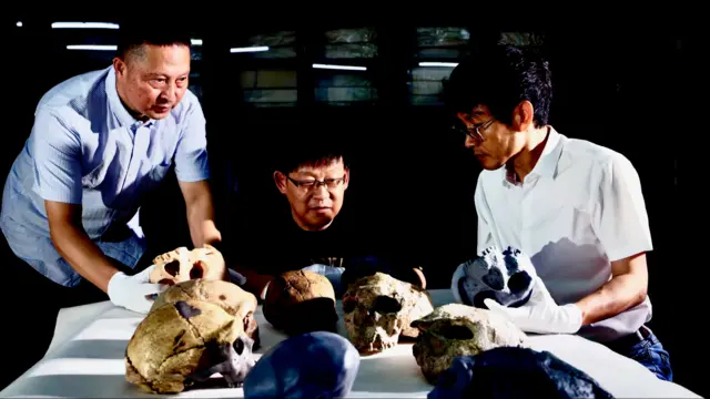 Tres científicos chinos se sientan alrededor de una mesa con cinco cráneos. Tres parecen ser los fósiles originales distorsionados, dos son reconstrucciones de color gris azulado y otro cráneo blanco parece pertenecer a otra especie. Dos de los científicos sostienen réplicas de cráneos.