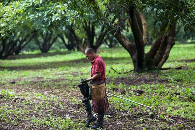 México es el mayor productor de aguacate del mundo. 