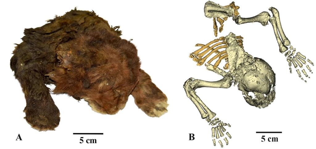 La momia congelada de un Homotherium latidens