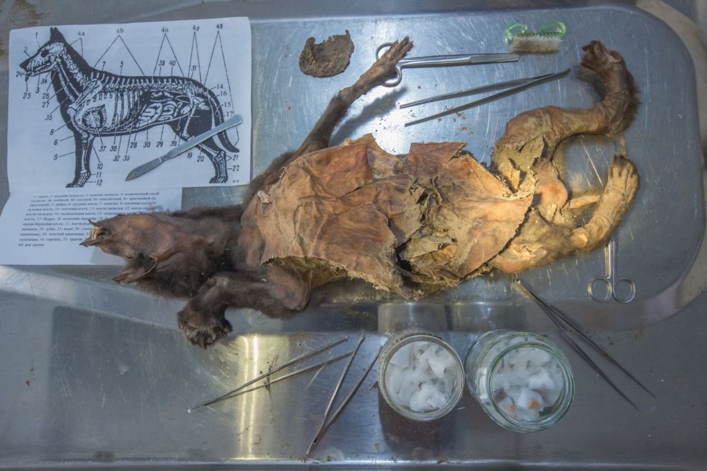 El cachorro de lobo Tumat-1