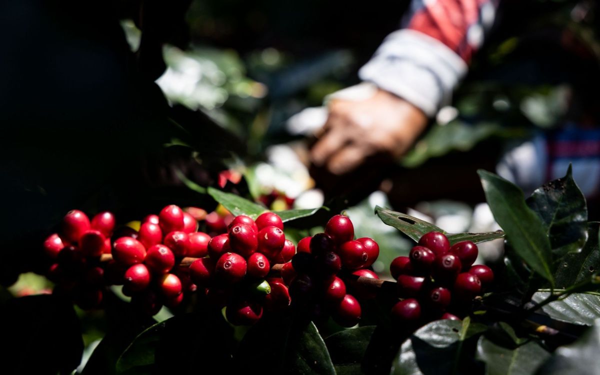 Estados Unidos concentra casi siete de cada diez exportaciones mexicanas de café