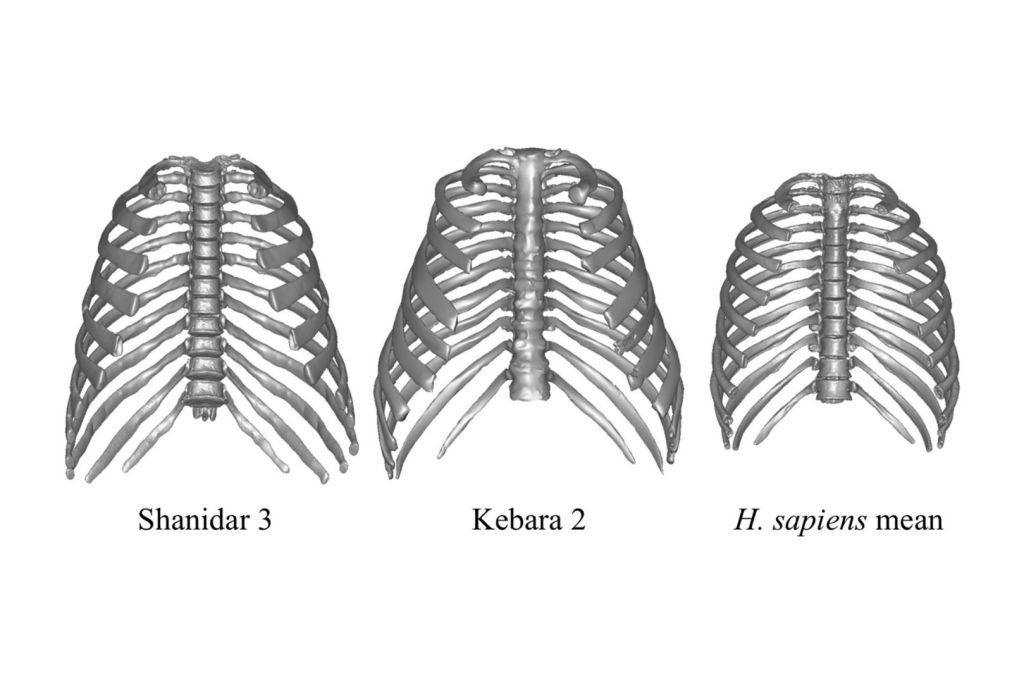 Vista frontal de los modelos 3D de las cajas torácicas de Shanidar 3, Kebara 2 y el promedio de Homo sapiens