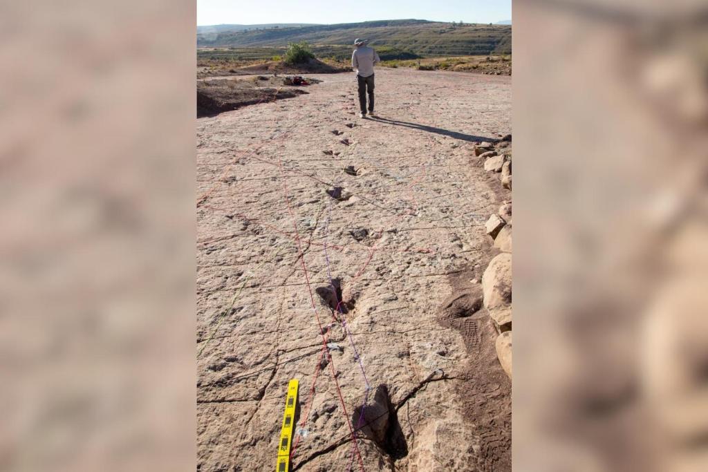 Las huellas quedaron impresas en lo que fue un barro profundo y blando. Para seguir el rastro de cada dinosaurio, los investigadores utilizan hilos de colores que delimitan el recorrido de cada serie de pisadas