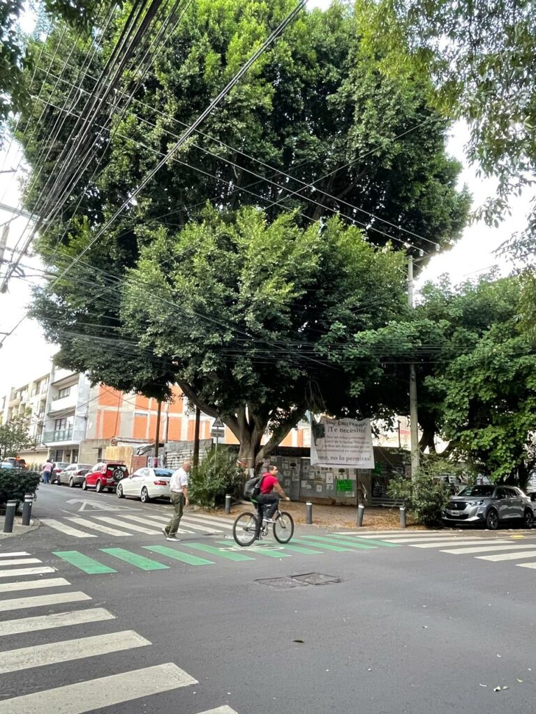 Árbol Laureano