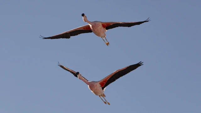 Flamencos volando en la Laguna Chaxa en el salar de Atacama, Chile