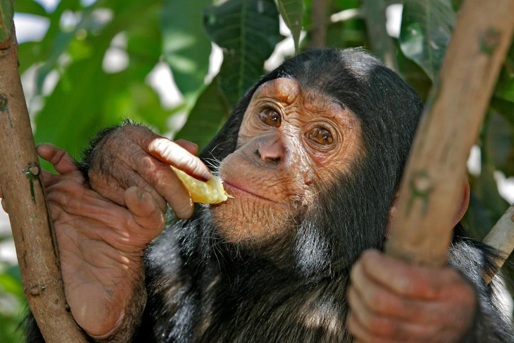 Un reciente estudio ha revelado sorprendentes paralelismos entre la manera en que los chimpancés modernos seleccionan herramientas de piedra y los métodos empleados por los primeros ancestros humanos