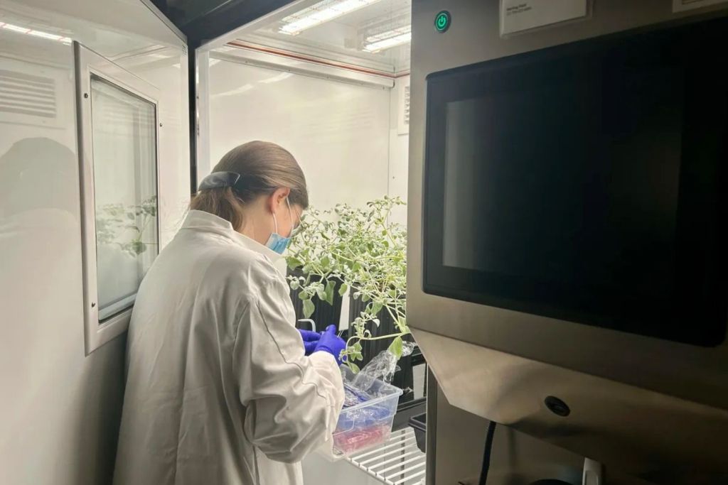 Karine Prado trabajando con Tidestromia oblongifolia dentro de una cámara de crecimiento vegetal