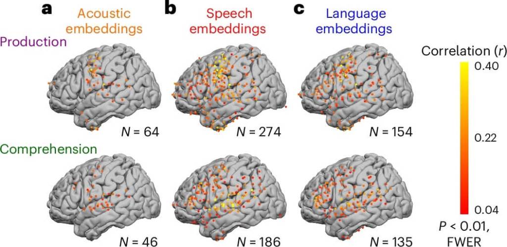 científicos identifican cómo el cerebro procesa el lenguaje paso a paso durante conversaciones reales, un hallazgo clave para la neurociencia y la inteligencia artificial