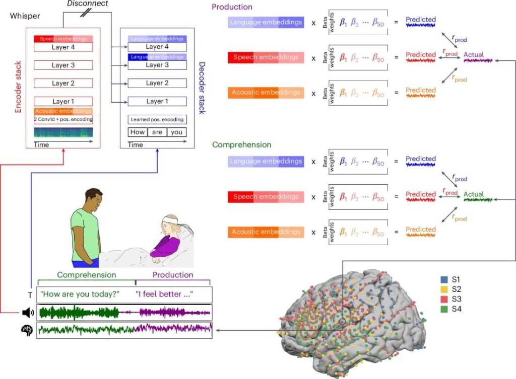 cerebro comunicación neurociencia