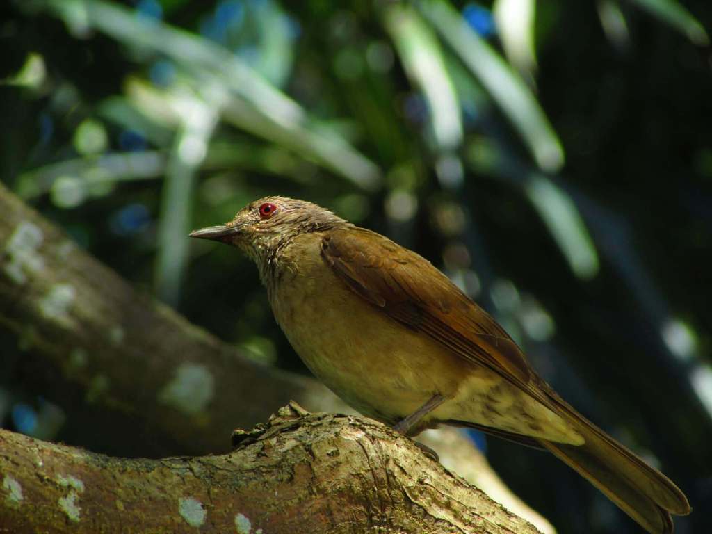 aves