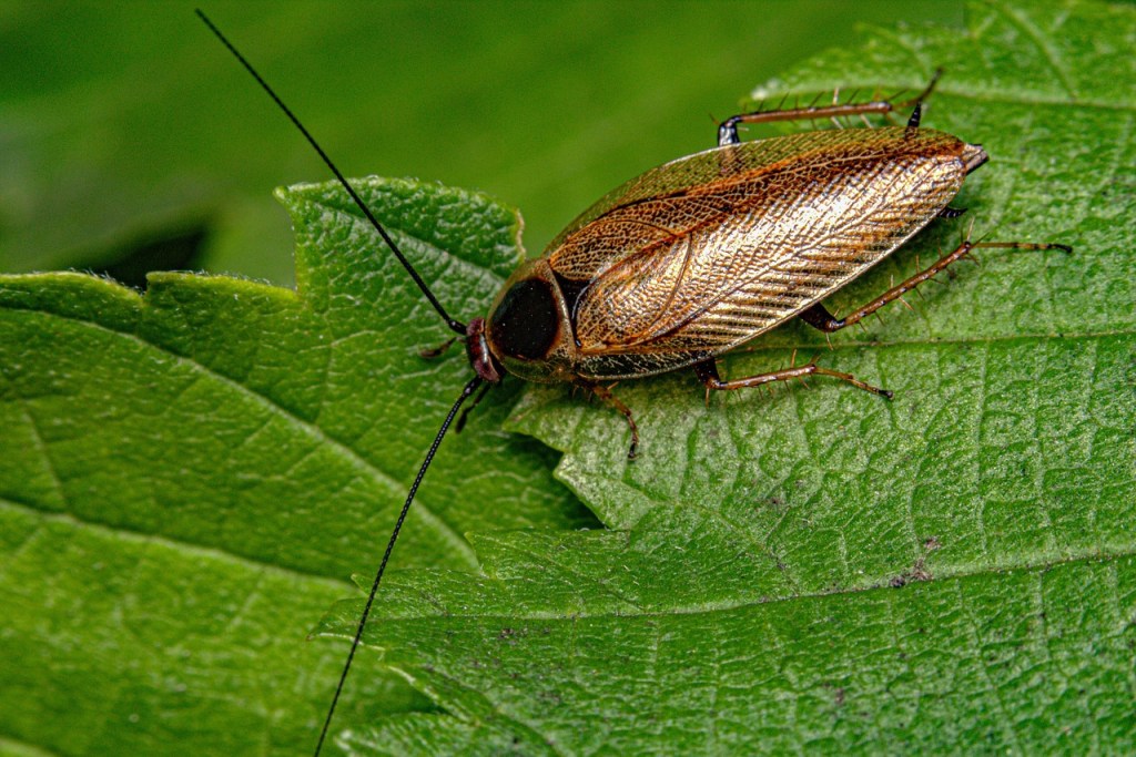 Cucaracha