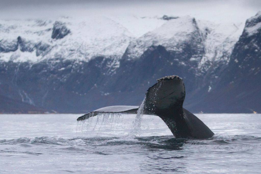 La cola de una ballena jorobada es tan única como una huella dactilar humana, con marcas y patrones que la distinguen de cualquier otra