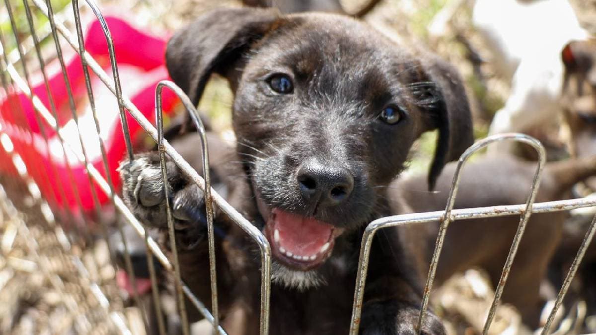 Proceso de adopción de perros y gatos de la Brigada de Vigilancia Animal