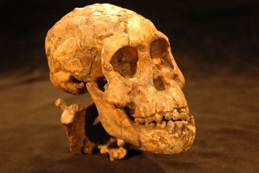 El cráneo de Australopithecus afarensis de unos tres años de edad, con una antigüedad aproximada de 3,3 millones de años, hallado en el yacimiento de Dikika, en Etiopía