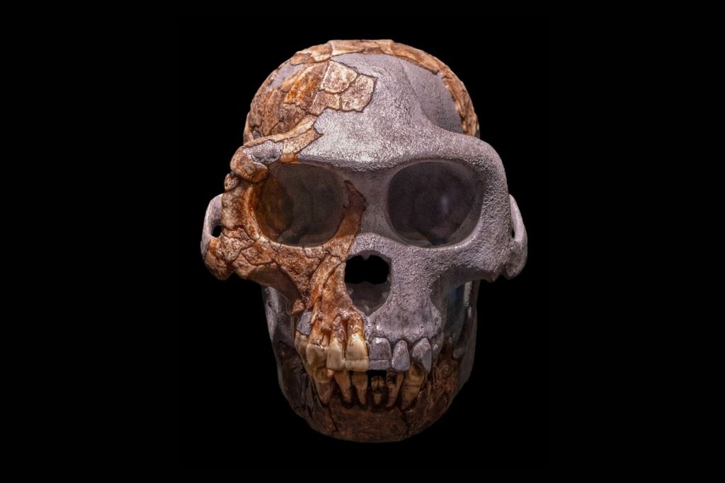 Cráneo de Ardipithecus ramidus