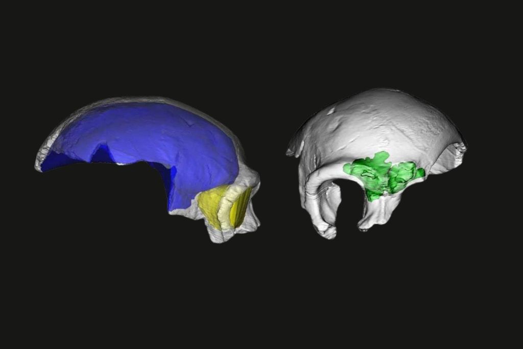 Reconstrucción digital del cráneo de Maba 1 a partir de tomografías computarizadas, con el molde endocraneal resaltado en azul, el seno frontal en verde y la cavidad ocular derecha en amarillo