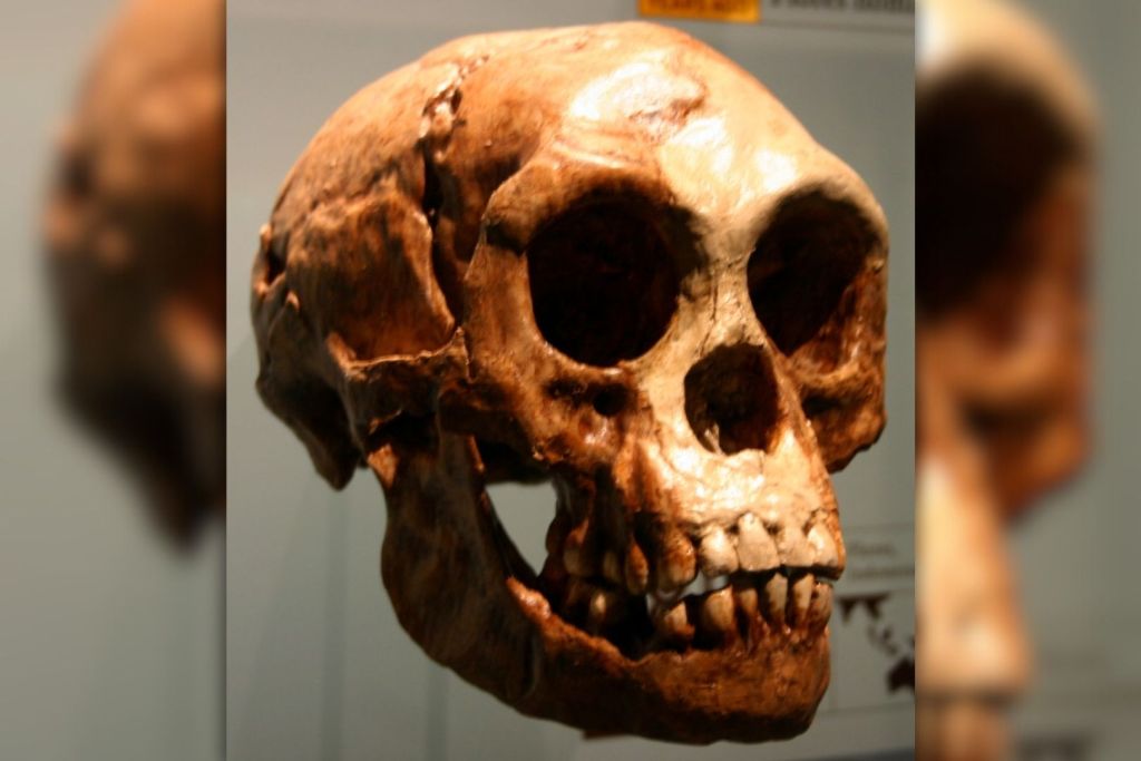Un cráneo atribuido a Homo floresiensis, la enigmática especie apodada como “el hobbit”