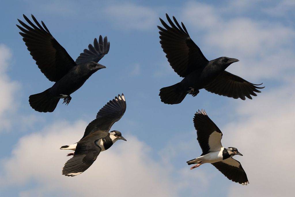 Cuervos y otras aves vuelan en formación bajo un cielo parcialmente nublado, en una escena que ilustra la complejidad del comportamiento aviar y la posible presencia de formas fundamentales de conciencia en estos animales