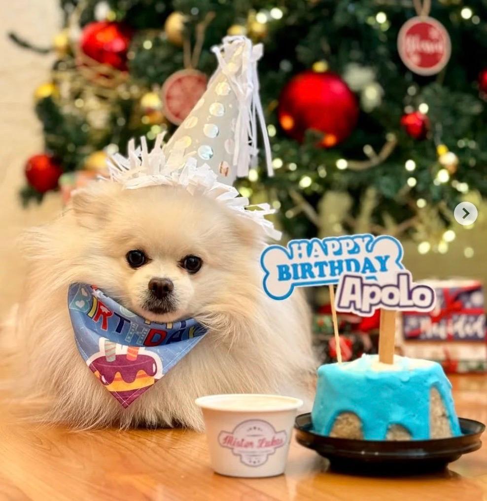 ¿Dónde comprar pasteles para perros en CDMX y celebrar el cumple de tu perrhijo ? | Foto: @puppies_cream