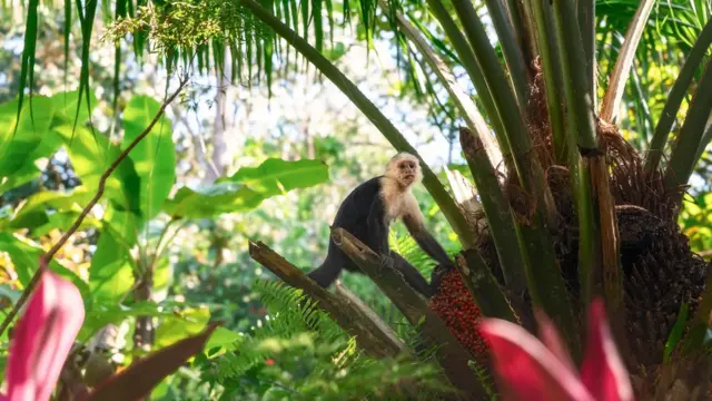 Un mono capuchino cariblanco entre la frondosa vegetación de Corcovado
