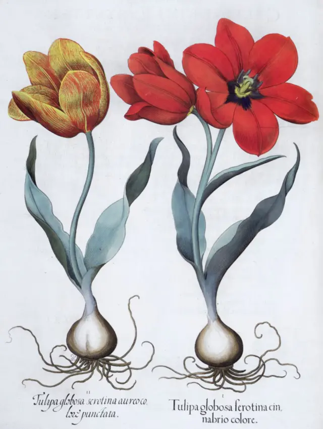 Dos tulipanes, rojo y amarillo