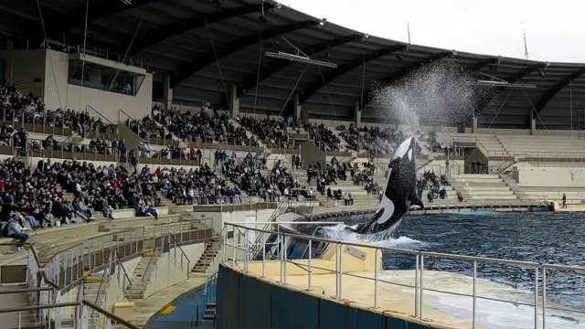 Una orca salta en el aire en un estanque rodeado de espectadores