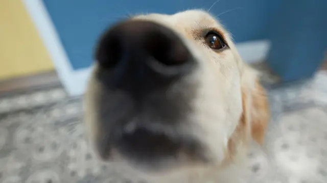 Hocico de un perro en primer plano