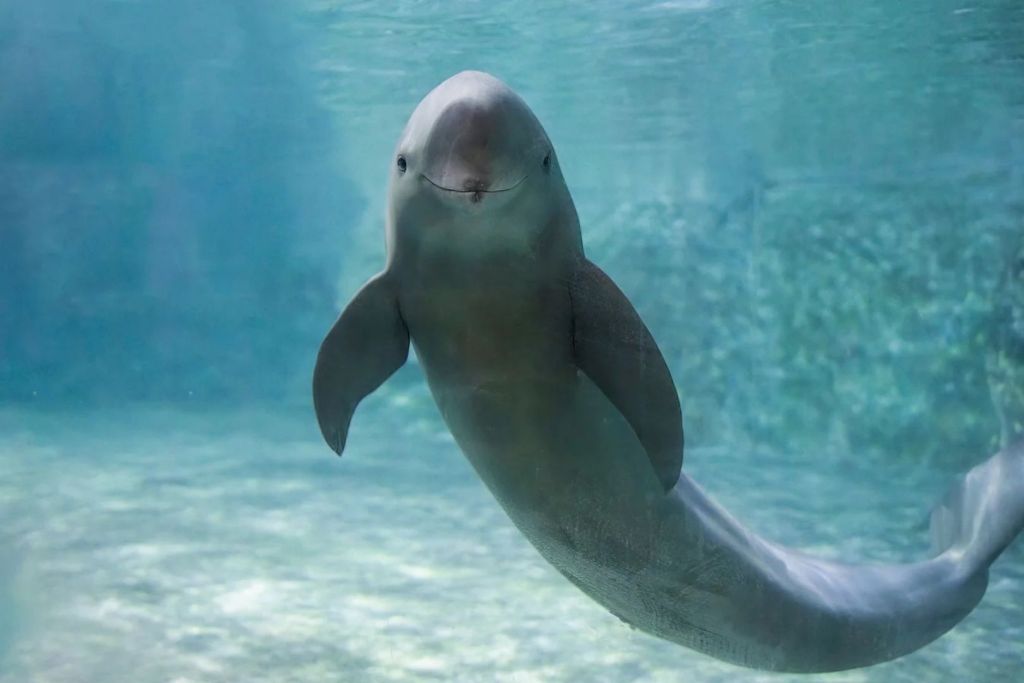 Un delfín sin aleta del Yangtsé, conocido por su expresión sonriente, nada en el Delfinario Baiji