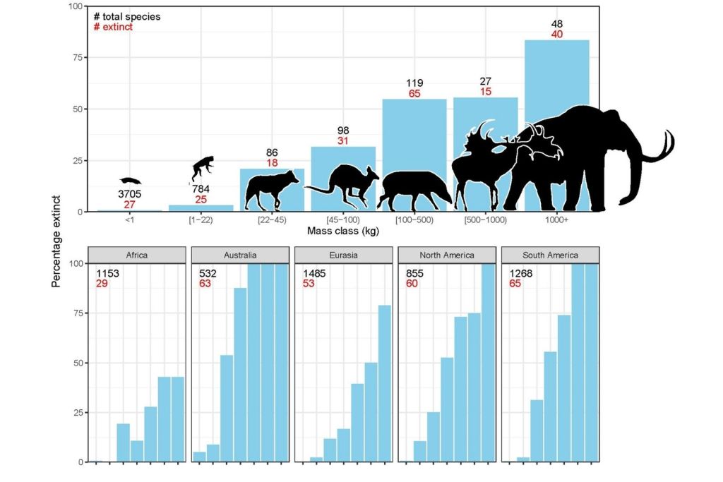 La imagen muestra cuántas especies grandes se extinguieron según su tamaño y región. En negro, el total de especies; en rojo, las que desaparecieron