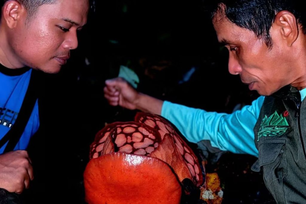 Los conservacionistas observaron con asombro cómo la flor se abría lentamente ante ellos