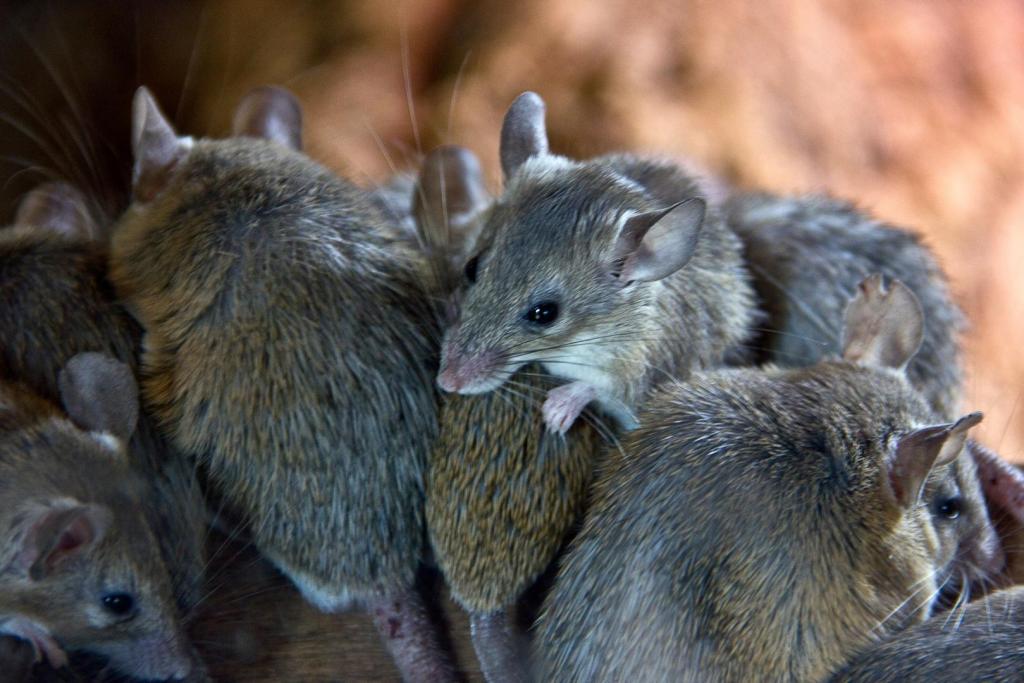 La ciencia sigue revelando sorpresas sobre el instinto de ayuda en los mamíferos