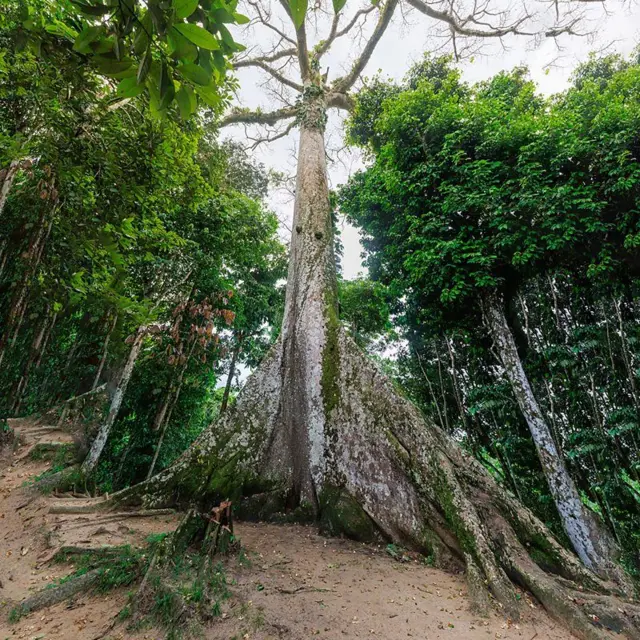 Una ceiba gigante en Perú