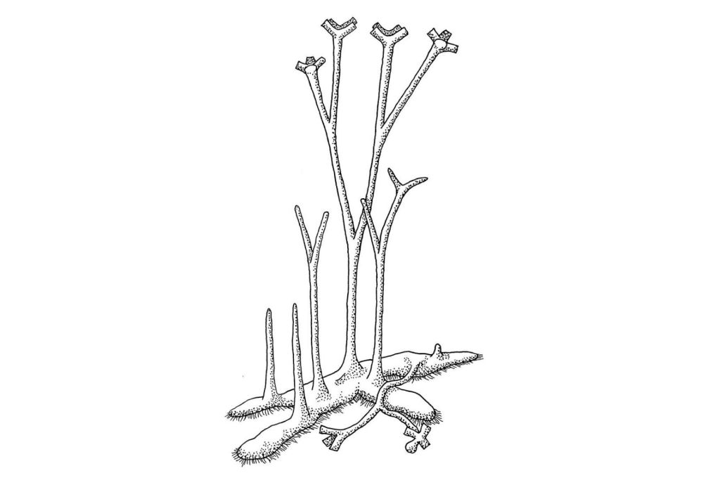 La planta fósil Horneophyton lignieri presenta estructuras celulares que podrían representar una etapa temprana en la evolución del xilema y el floema