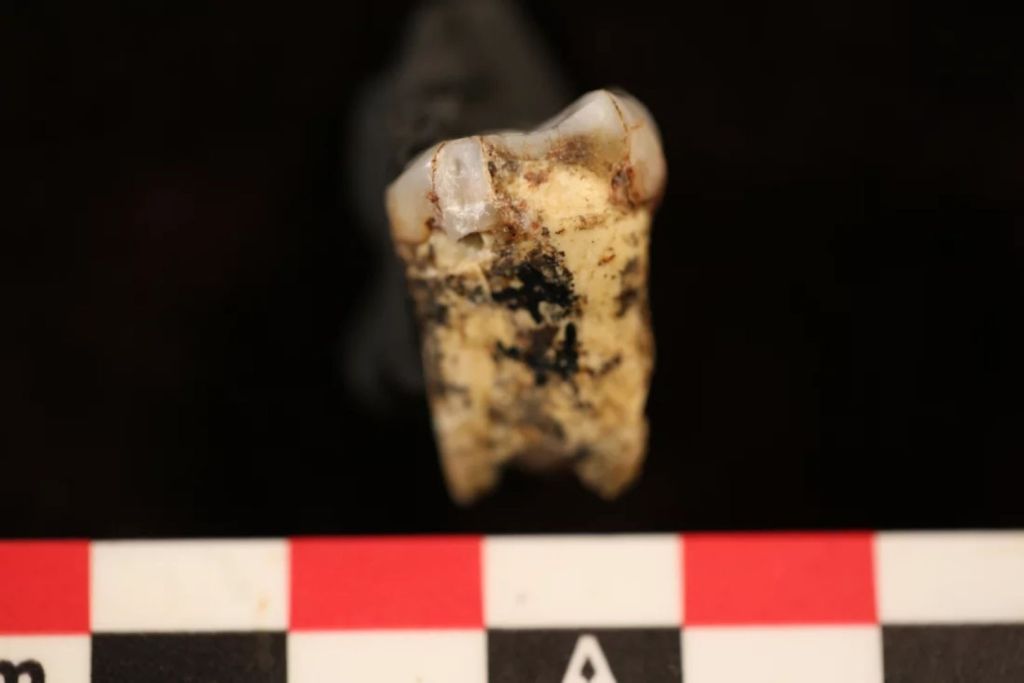 Uno de los dientes pertenecientes a siete individuos de Australopithecus fue perforado para extraer una pequeña muestra de esmalte dental, con el objetivo de buscar indicios sobre si incluían carne en su dieta