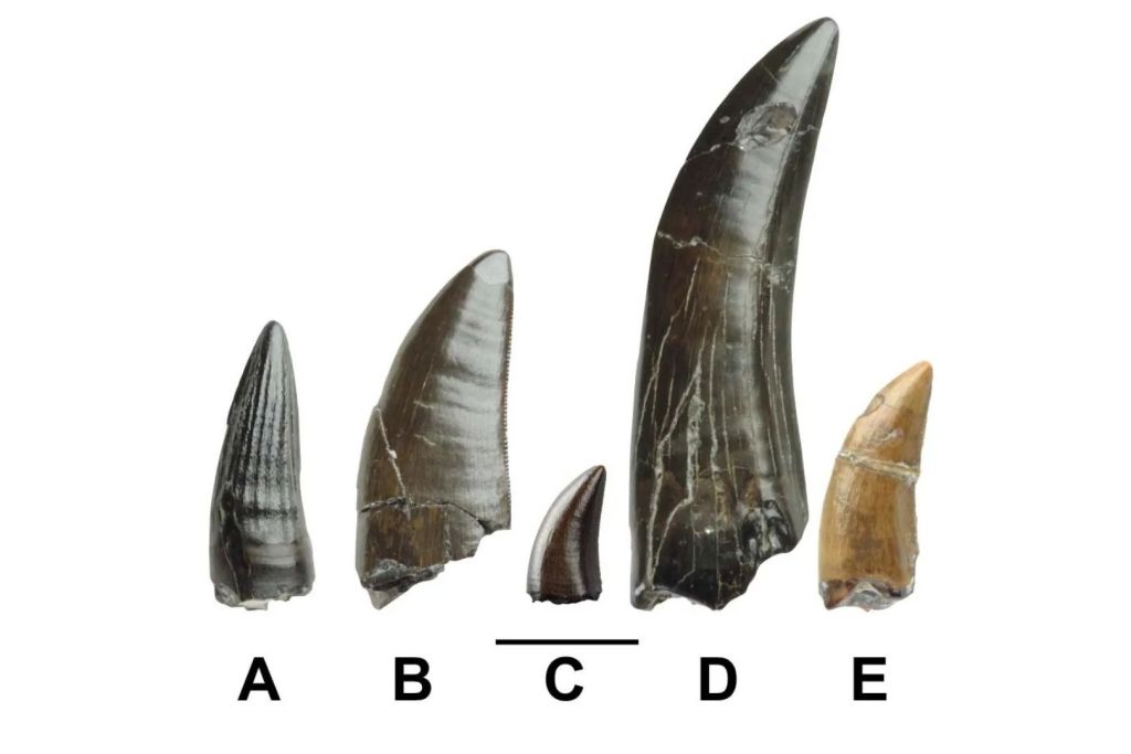 Se identificaron dientes pertenecientes a diversas especies: (a) espinosaurio, (b) tiranosaurio, (c) dromeosaurio, (d) un posible tiranosaurio y (e) un tiranoraptor de afinidad indeterminada