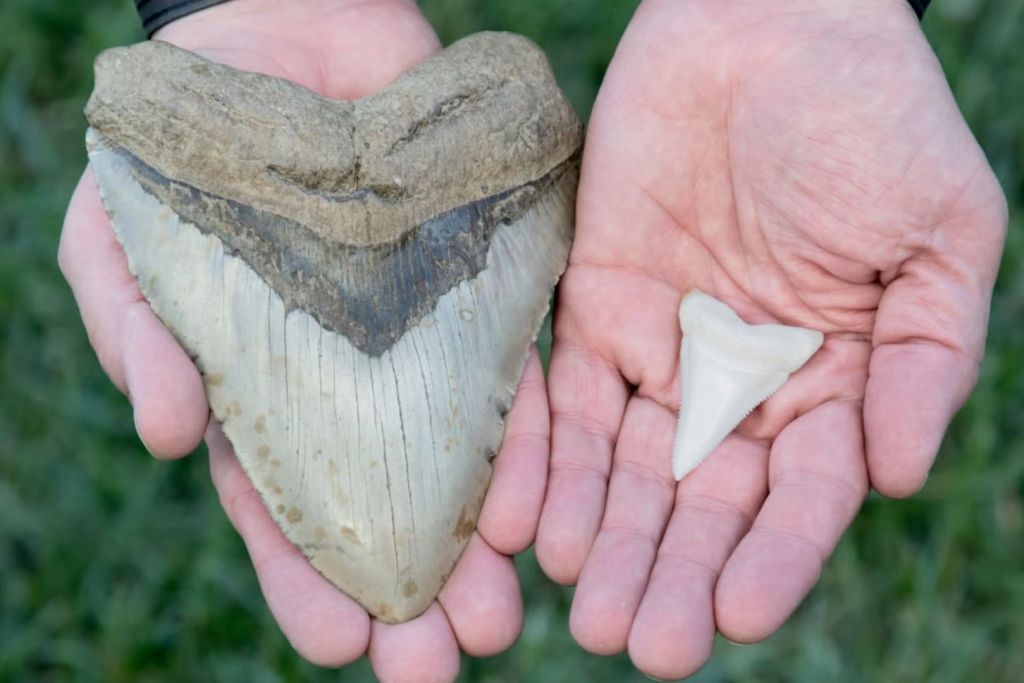 Un diente de megalodón (izquierda) junto al de un tiburón blanco (derecha), para apreciar la enorme diferencia de tamaño entre ambos