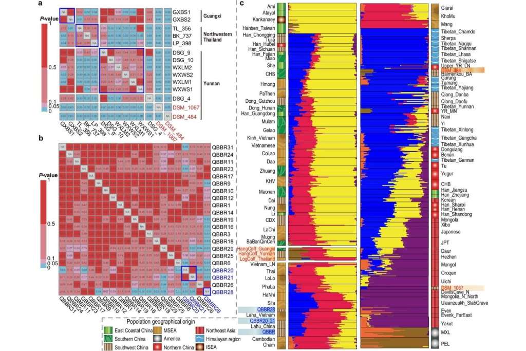 Distribución genética comparada entre individuos de los ataúdes colgantes y del pueblo Bo
