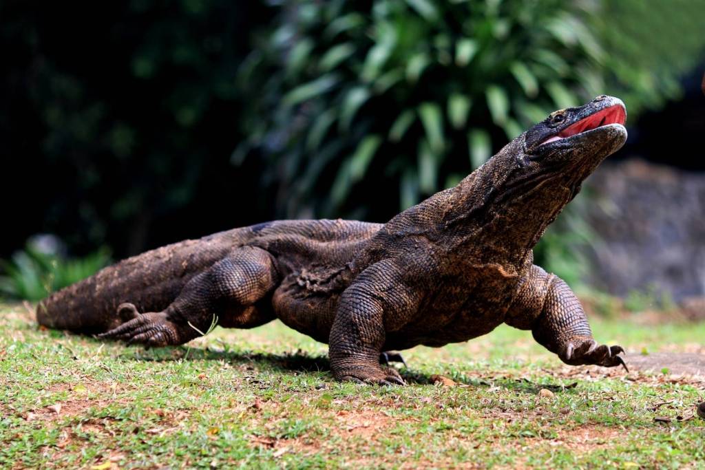 Los dragones de Komodo esconden un secreto en su dentadura que los convierte en depredadores aún más letales