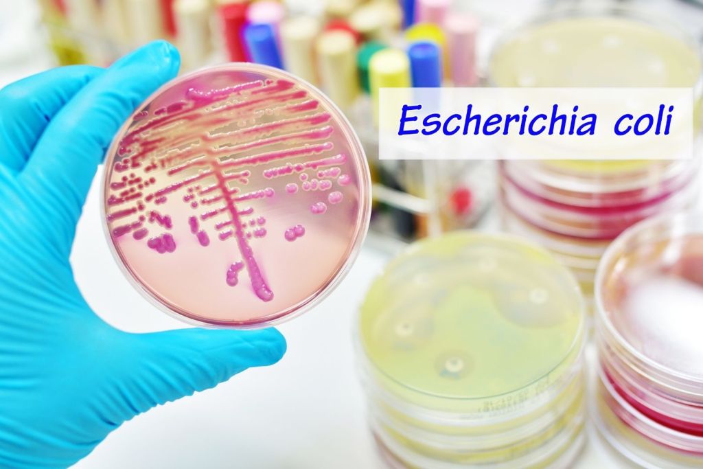La E. coli puede provocar enfermedades graves, pero también es una herramienta habitual en la investigación y el desarrollo de nuevos fármacos