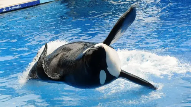 La orca Tilikum en SeaWorld saltando en el agua