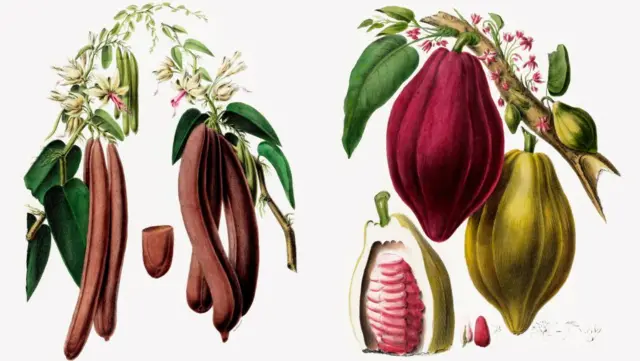 Dibujos botánicos de la vainilla y el cacao