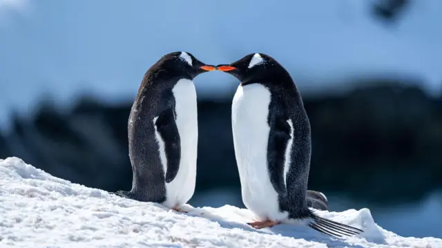 Dos pingüinos gentú se miran fijamente sobre una superficie nevada, con sus picos naranjas tocándose.